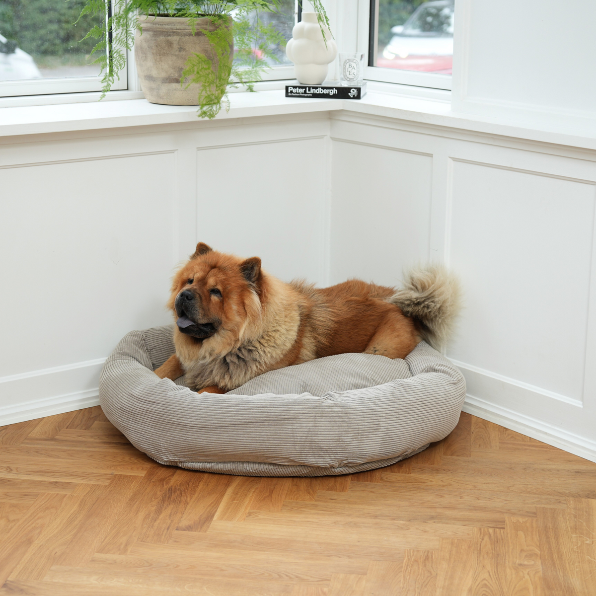 Een chowchow ligt te rusten in een rond, taupekleurige Staey-hondenmand bij het raam
