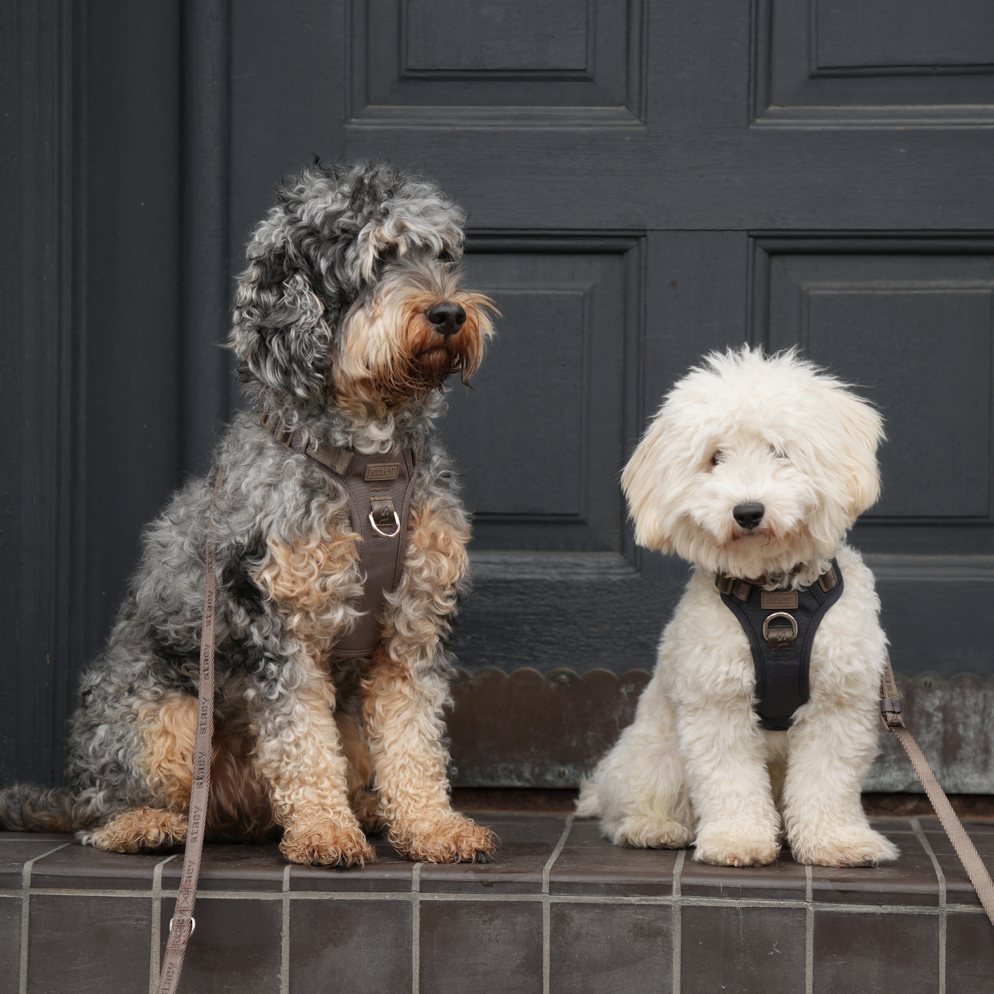 A cockapoo and a small white dog sitting on a doorstep in Staey harnesses
