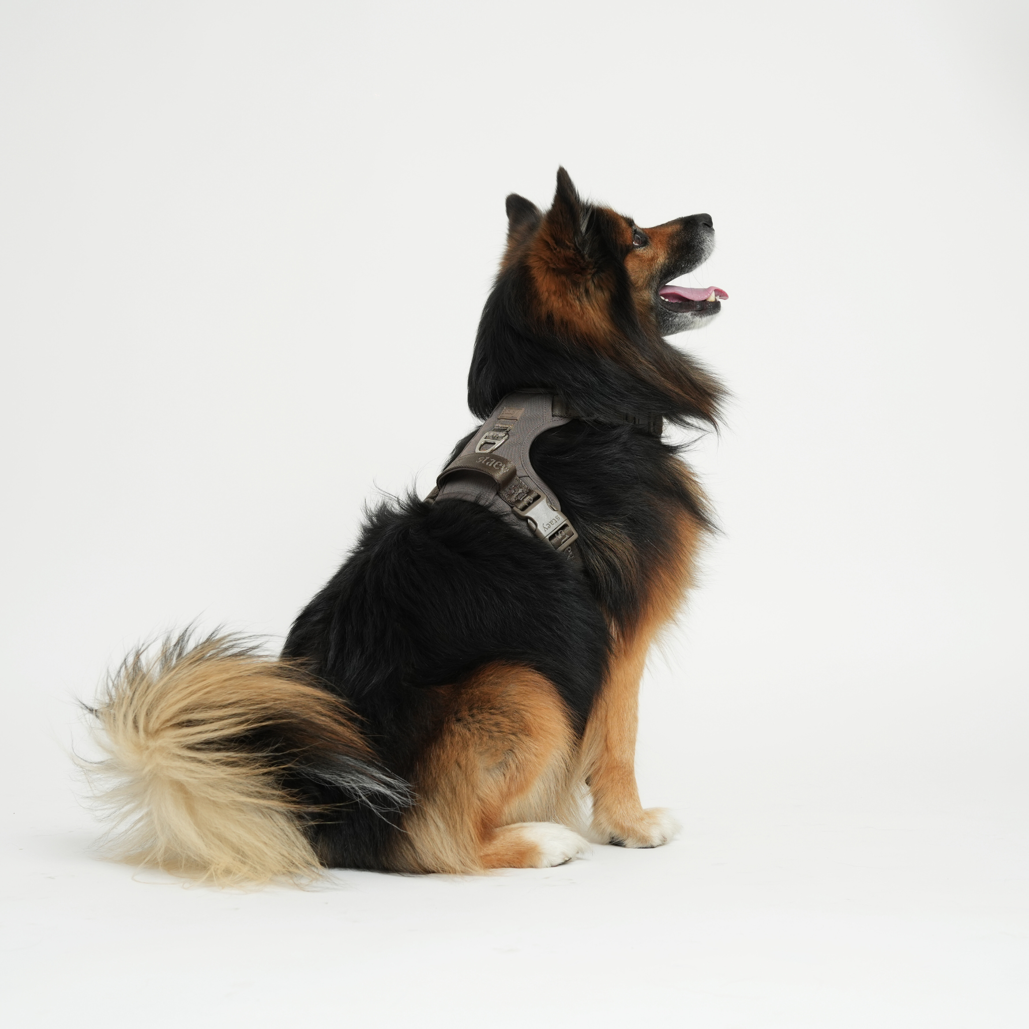 Elma Actief Hondentuig | Taupe