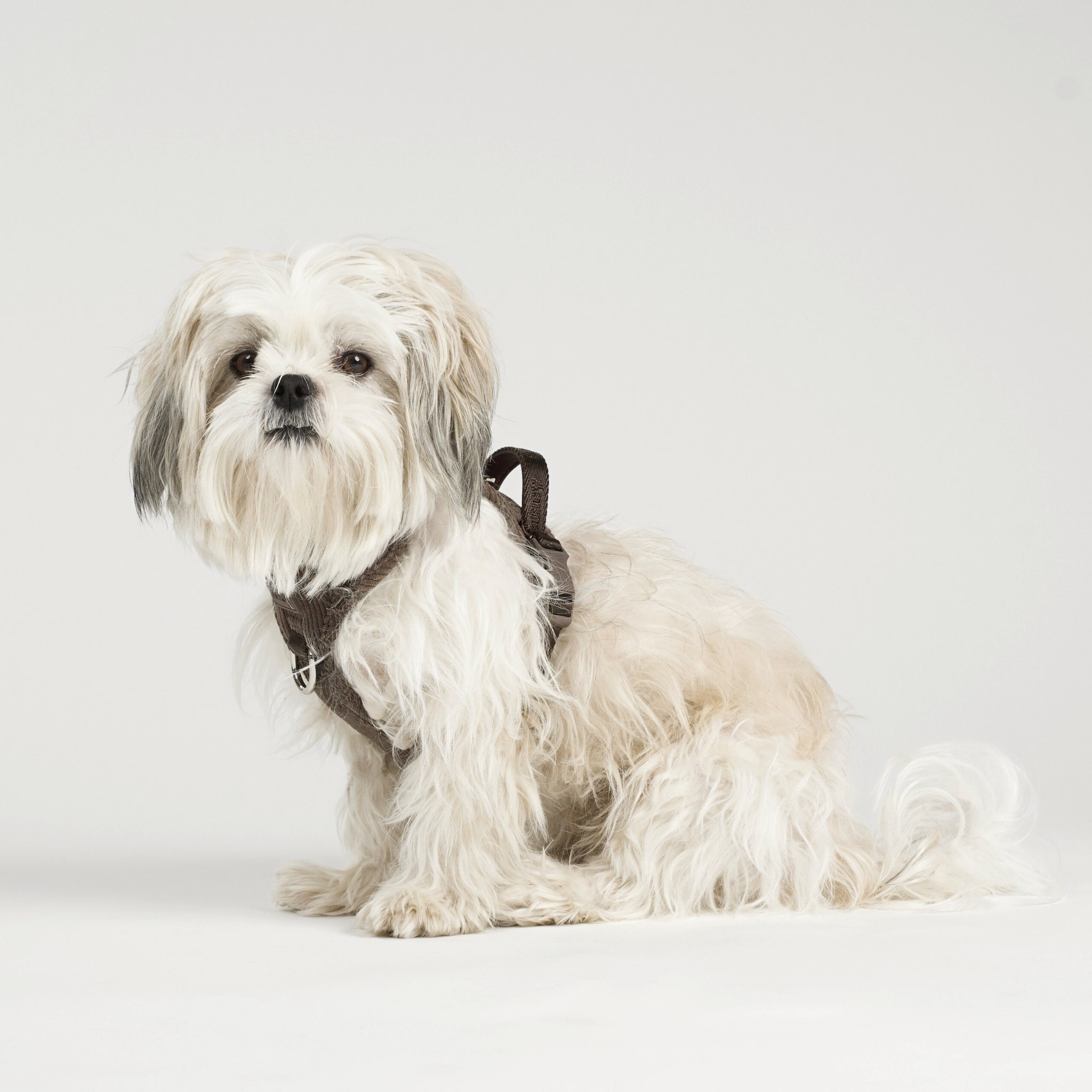 Elma hondentuig | Dark Oak