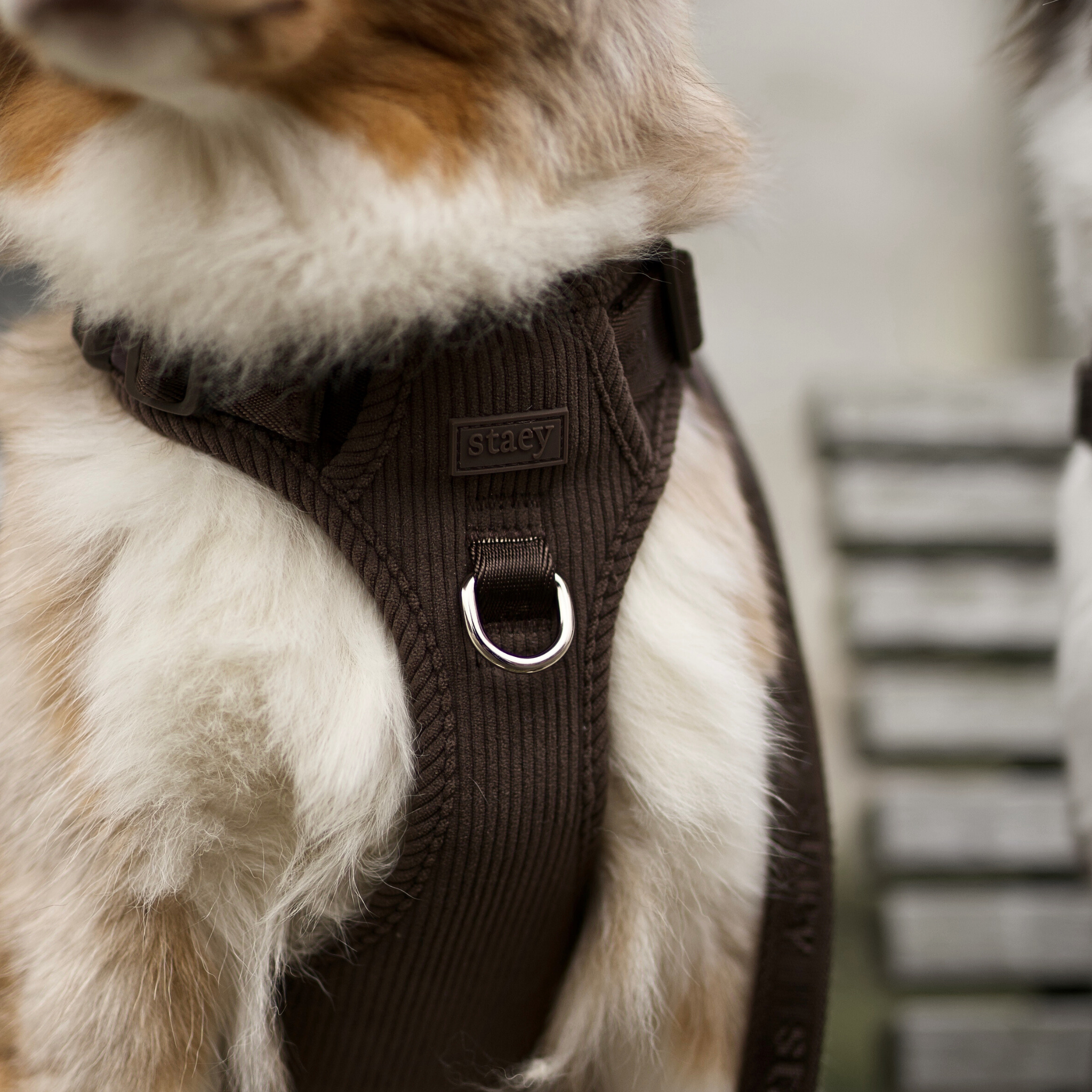 Elma Dog Harness | Dark Oak