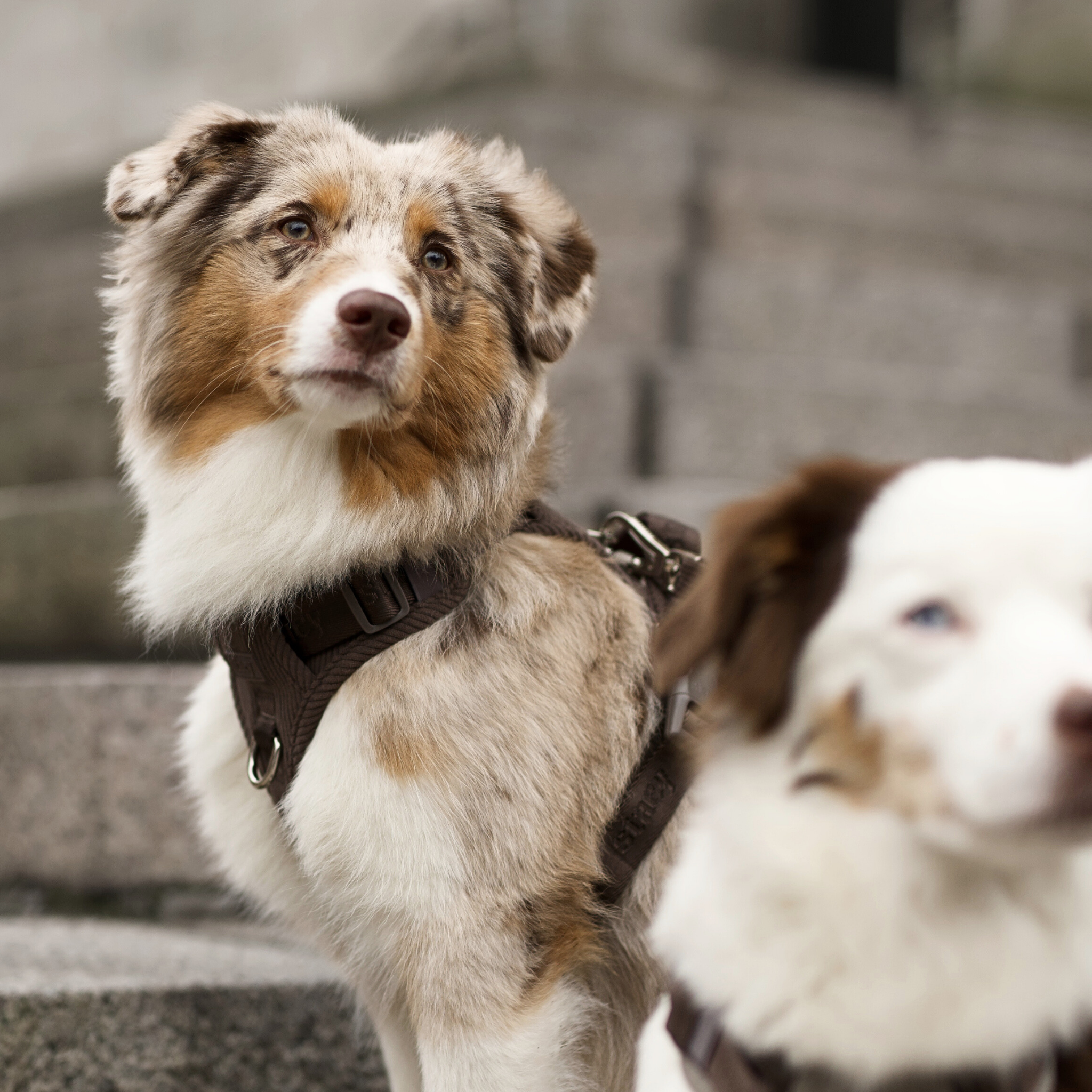 Elma hondentuig | Dark Oak