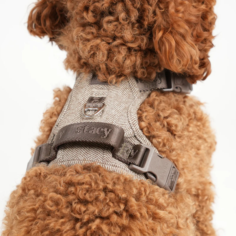 Close-up of the mocca Saga harness on an apricot poodle's back