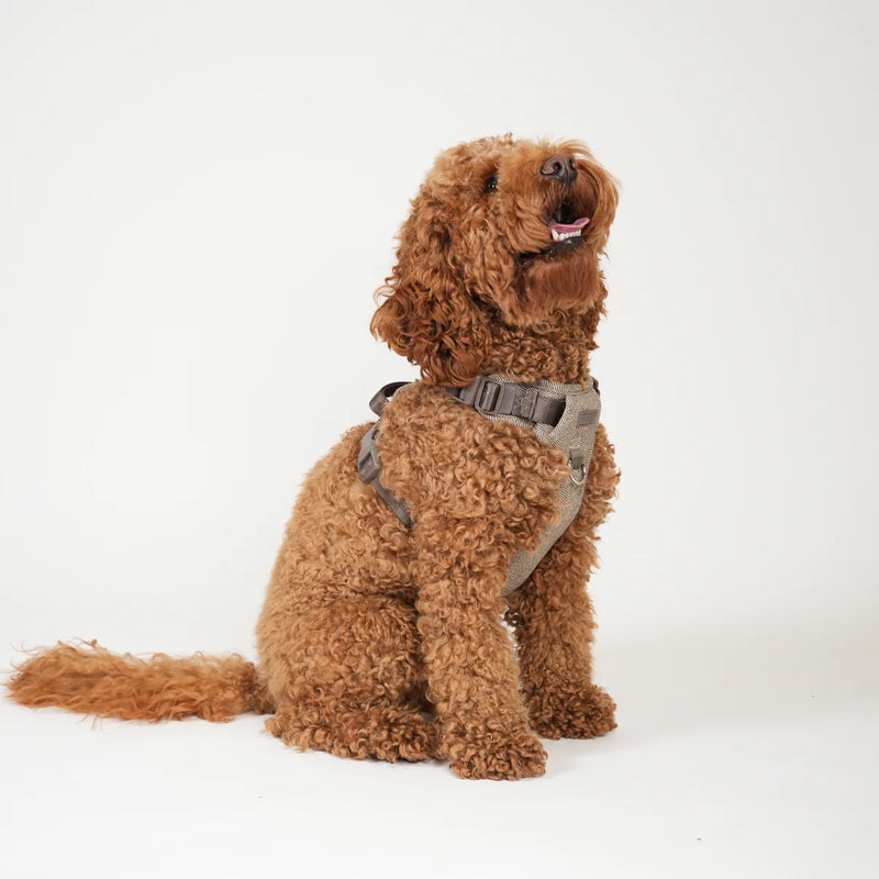 Apricot poodle sitting in a mocca Saga step-in harness
