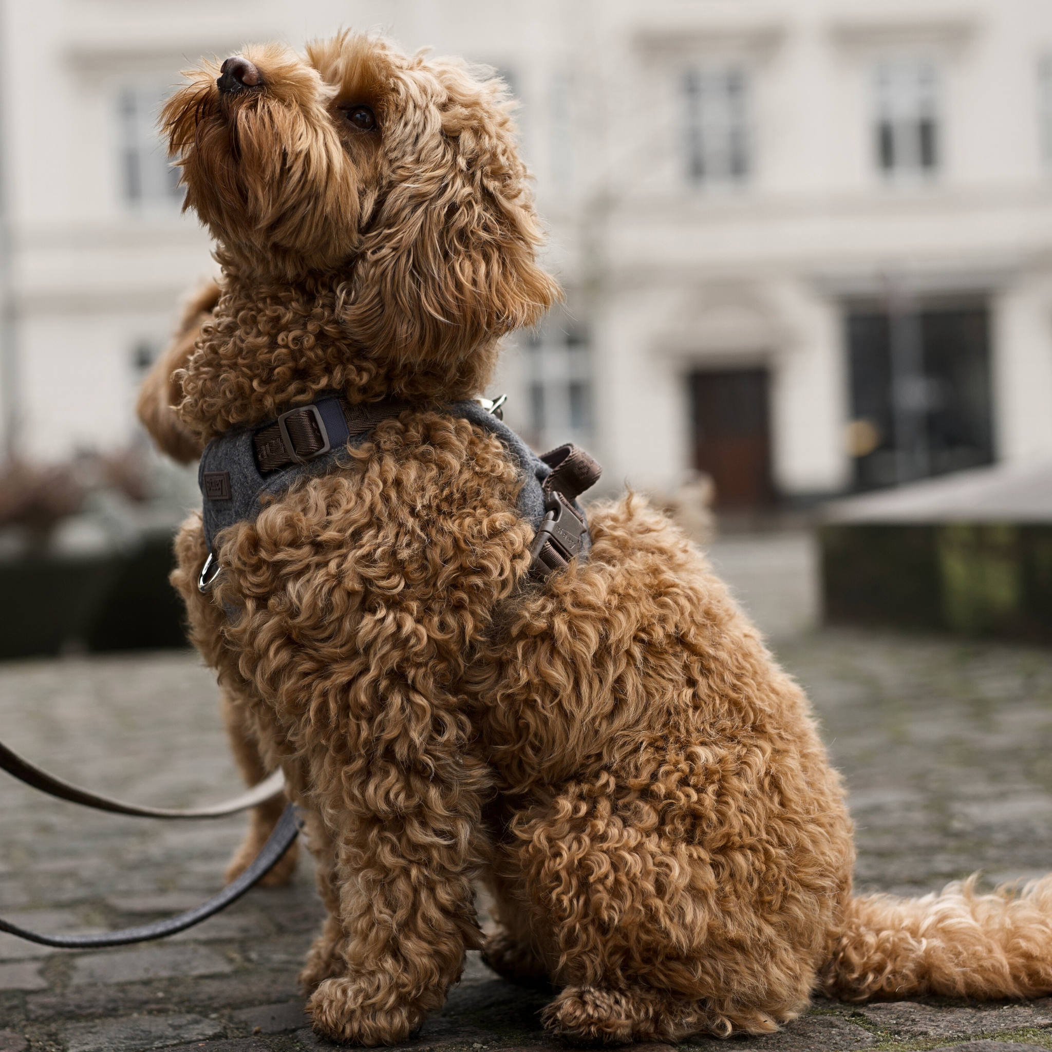 Elma hondentuig | Stone