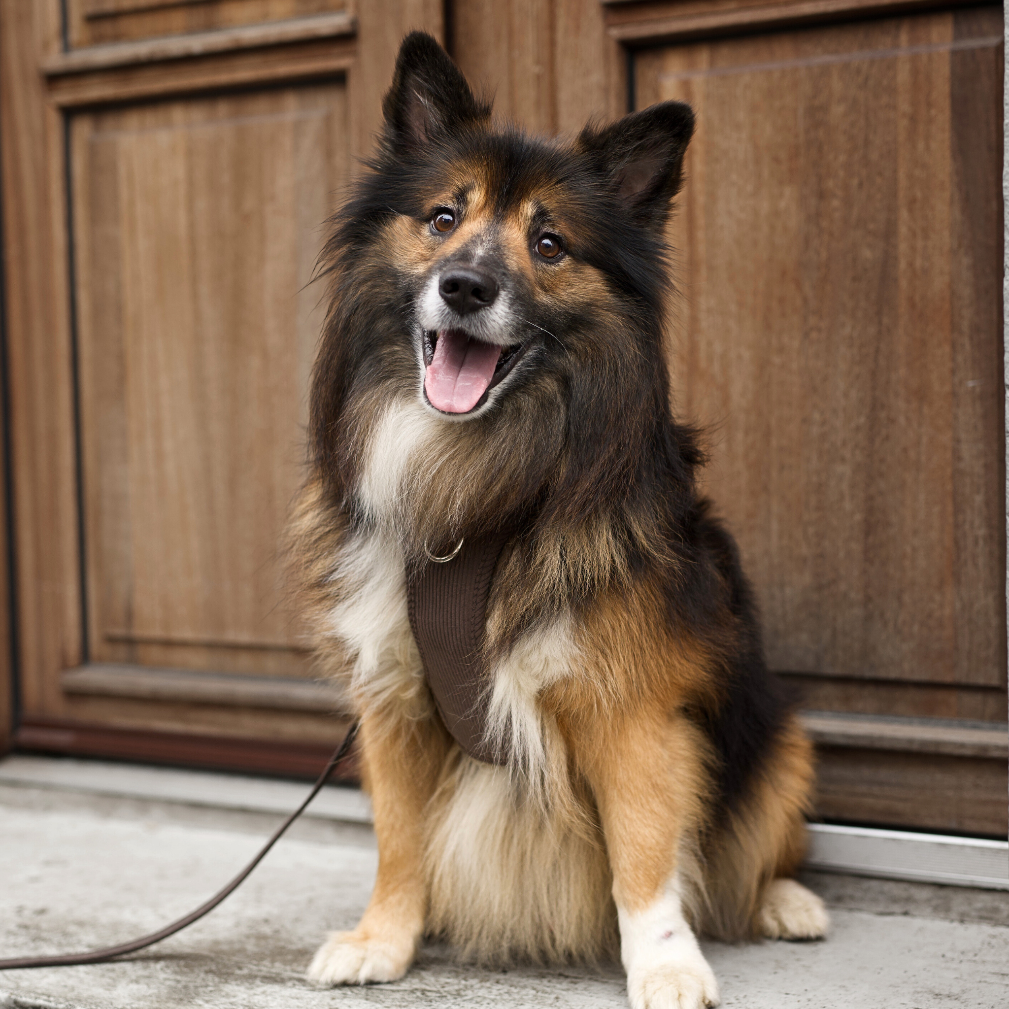 Elma hondentuig | Dark Oak