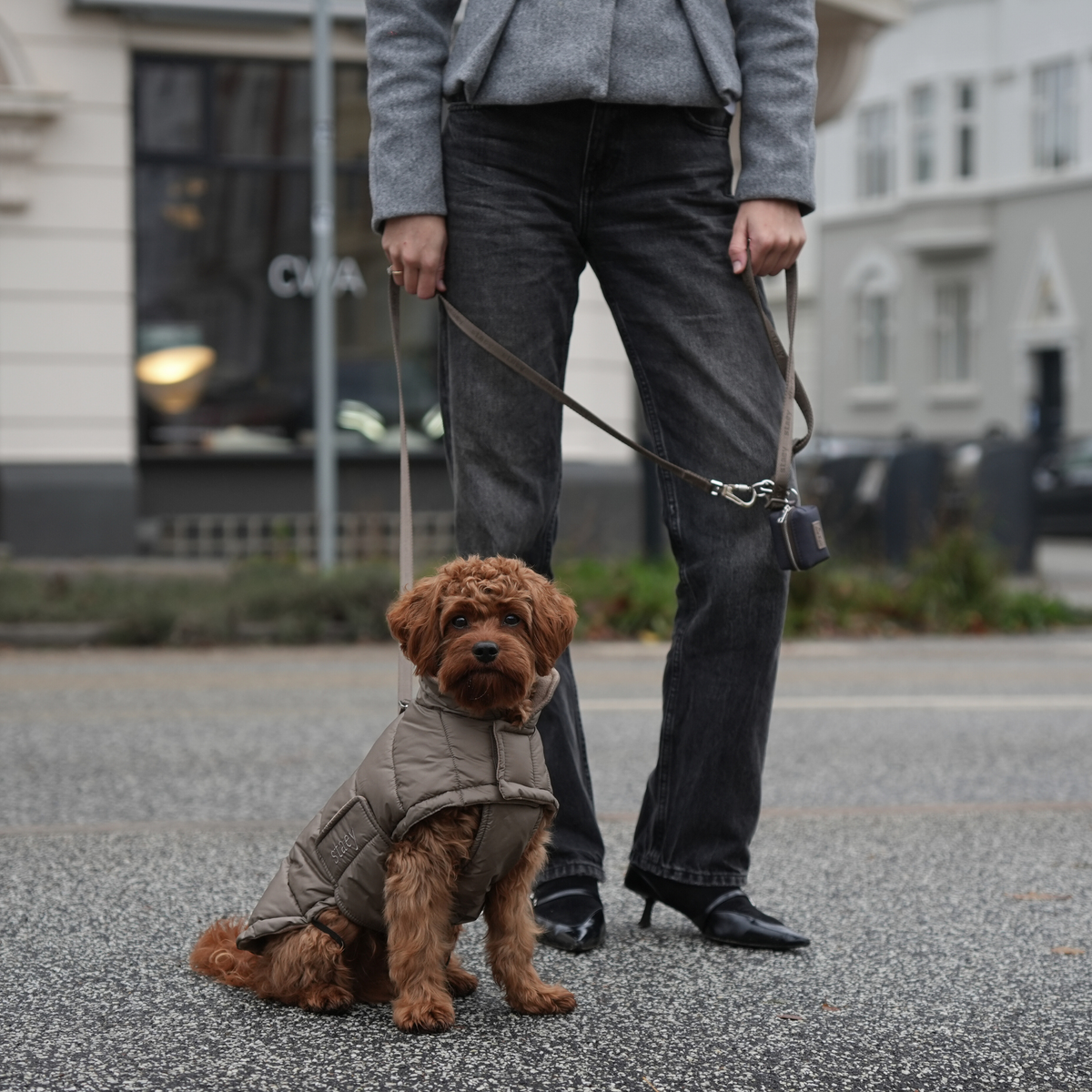 Een Cavapoo in een Taupe Nora-jasje, aangelijnd naast zijn baasje in de stad