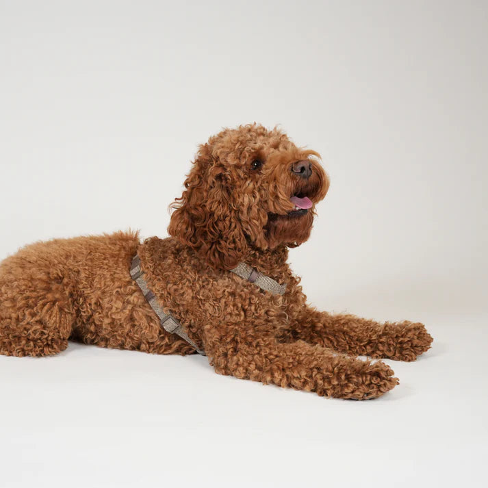 Tara H-Strap Dog Harness | Mocca