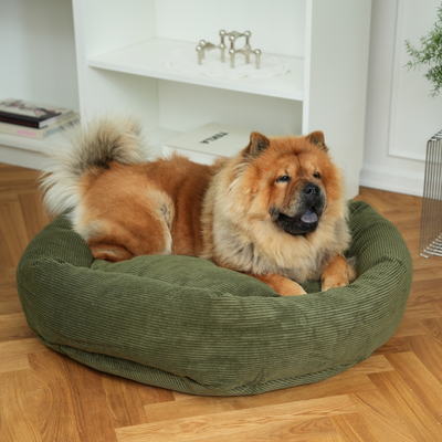Chow chow lying in the moss green corduroy Luna dog bed