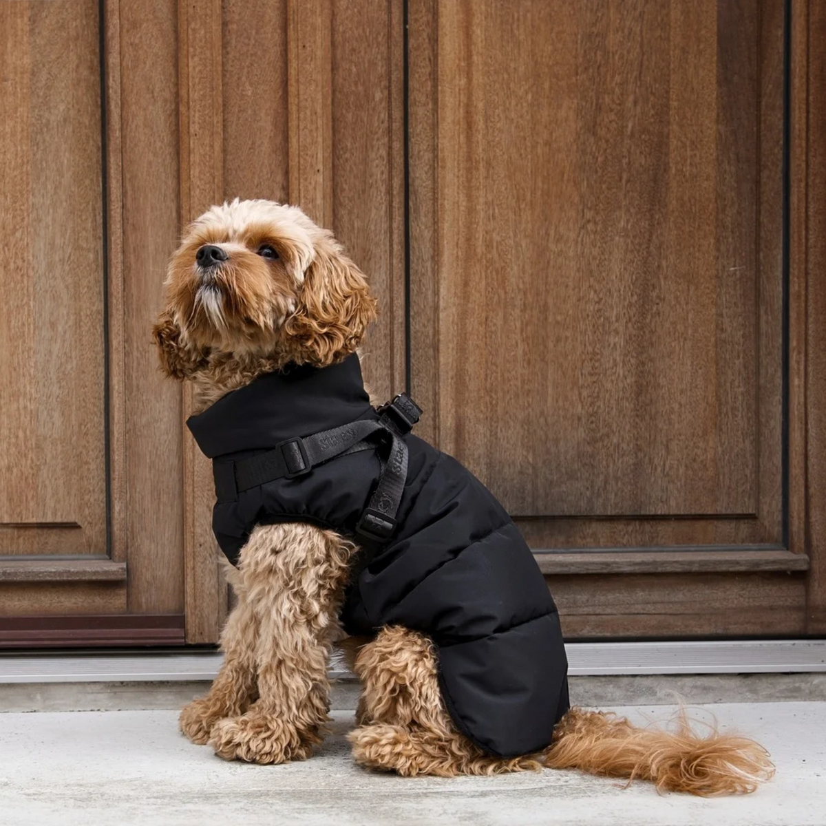 Een shih tzu die over kasseien wandelt in de Vera-hondenjas in de kleur ‘Sage’