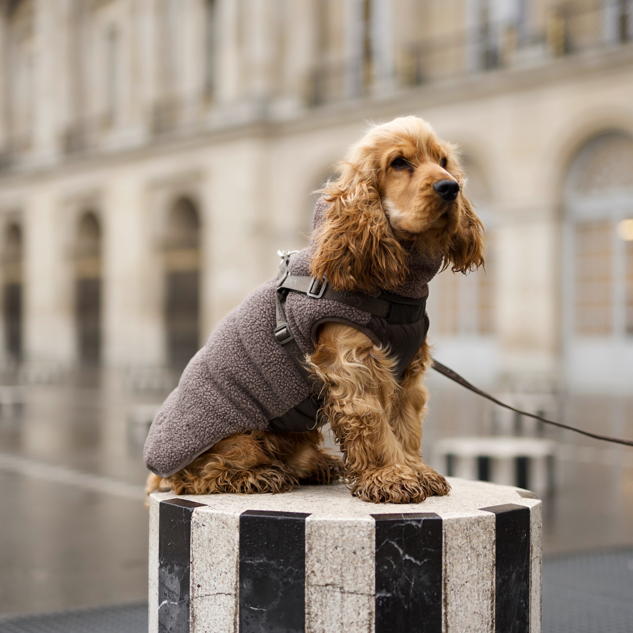 Clara Dog Coat w. Harness | Limited Edition