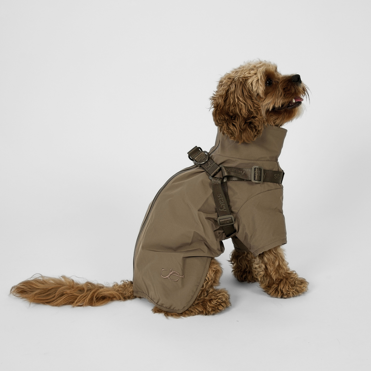 Een Cavapoo, van achteren gezien, in de Taupe-kleurige Leva-regenjas met harnasriemen