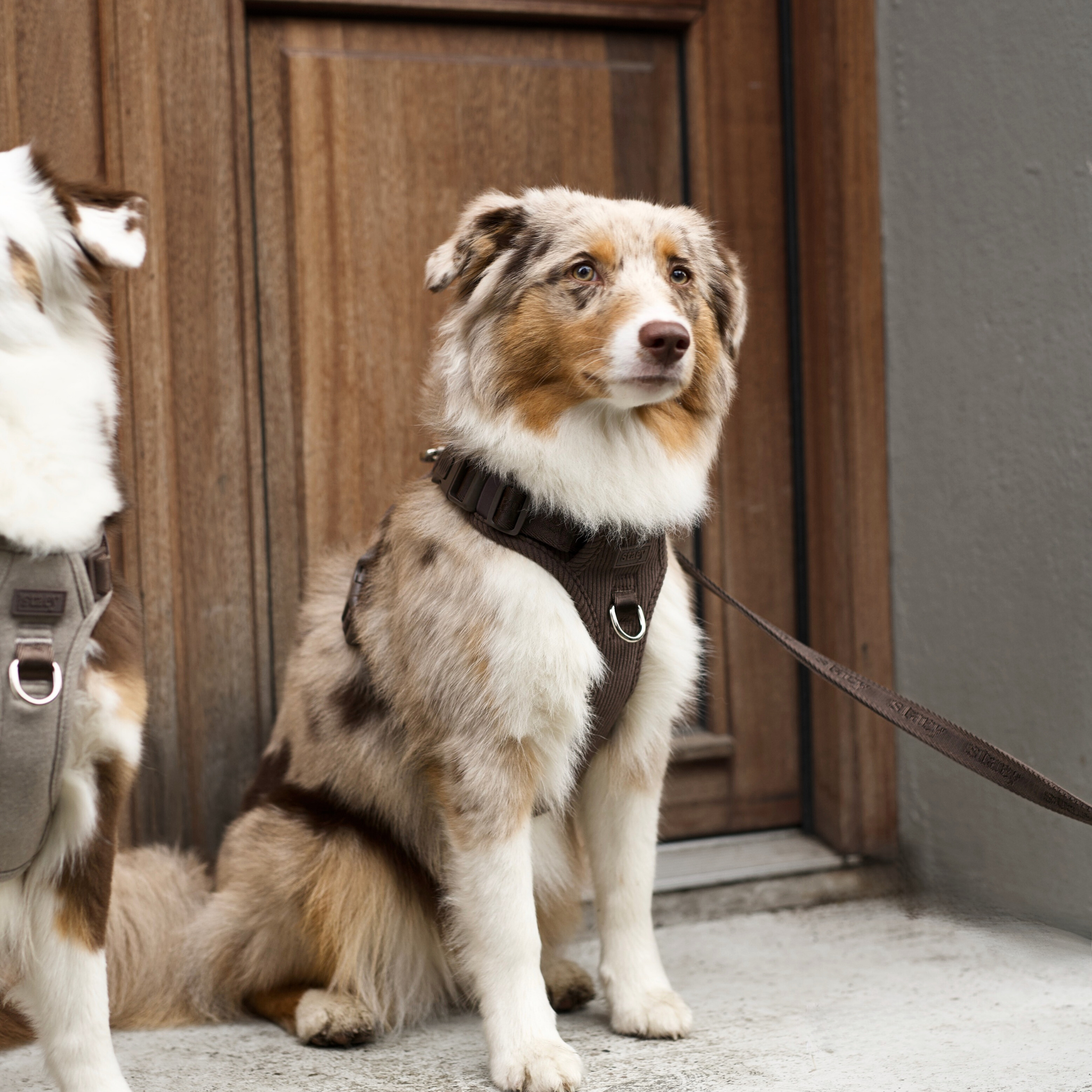 Elma Dog Harness | Dark Oak