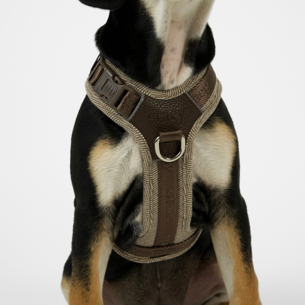 Black and tan dog seen from behind in the dark oak Numa harness