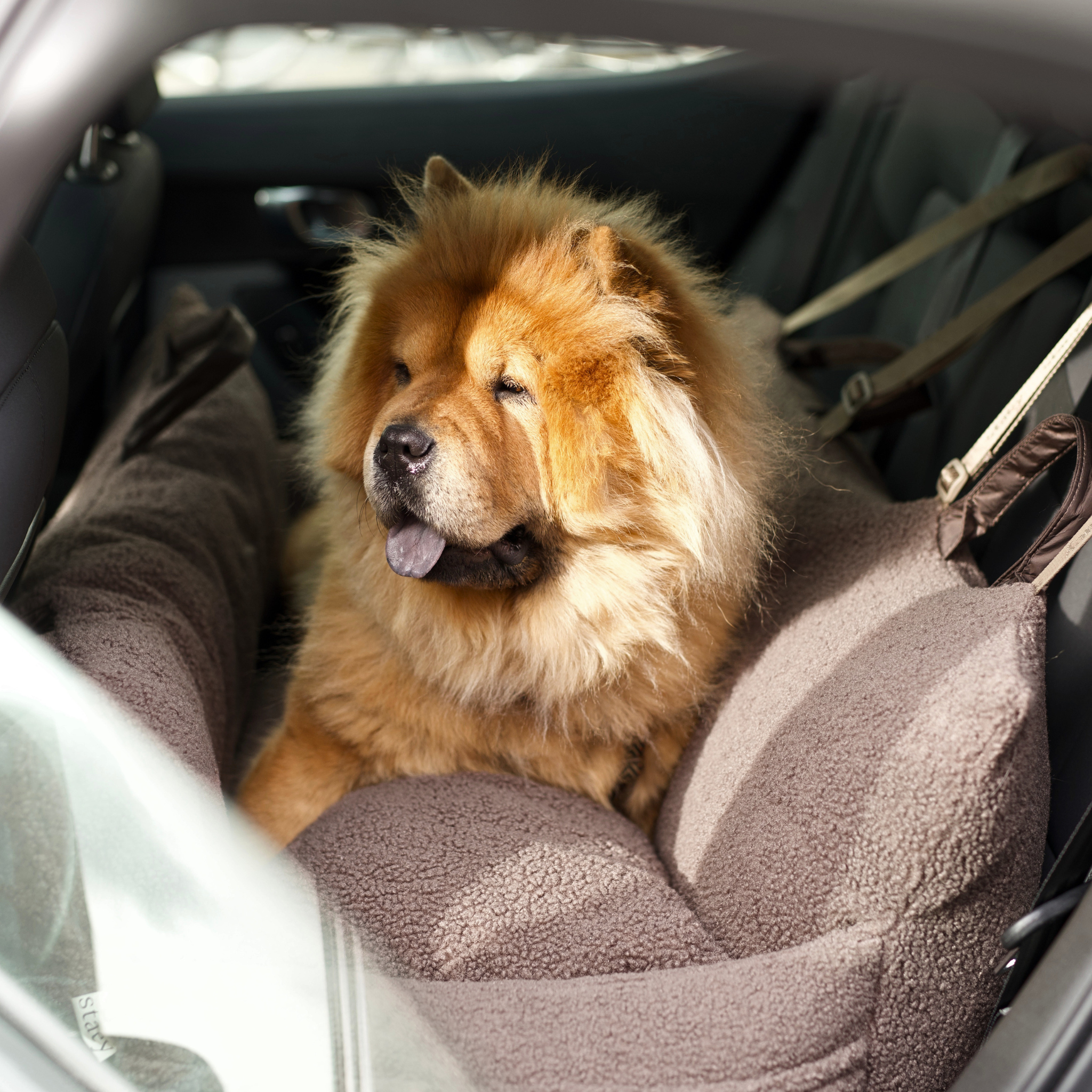 Clara-autostoel voor honden XXL | Limited Edition