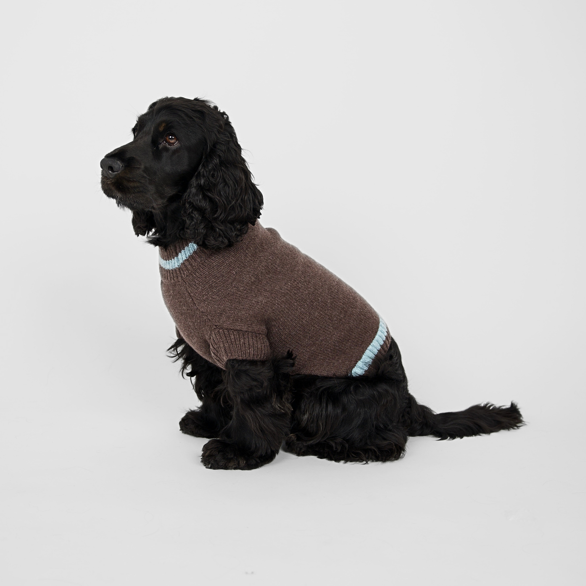 Ellen Dog Sweater | Espresso/Sky Blue
