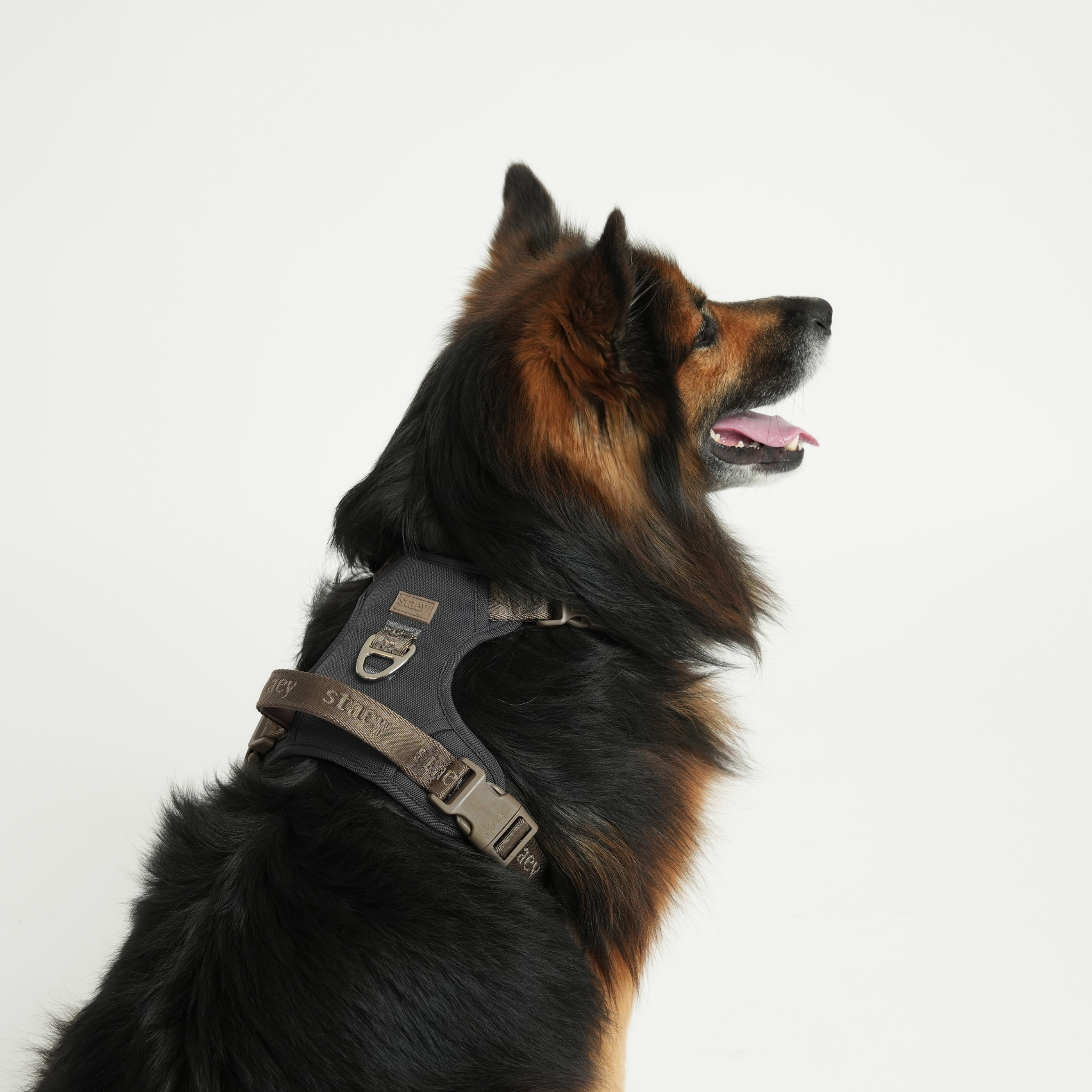Elma Active Dog Harness | Storm