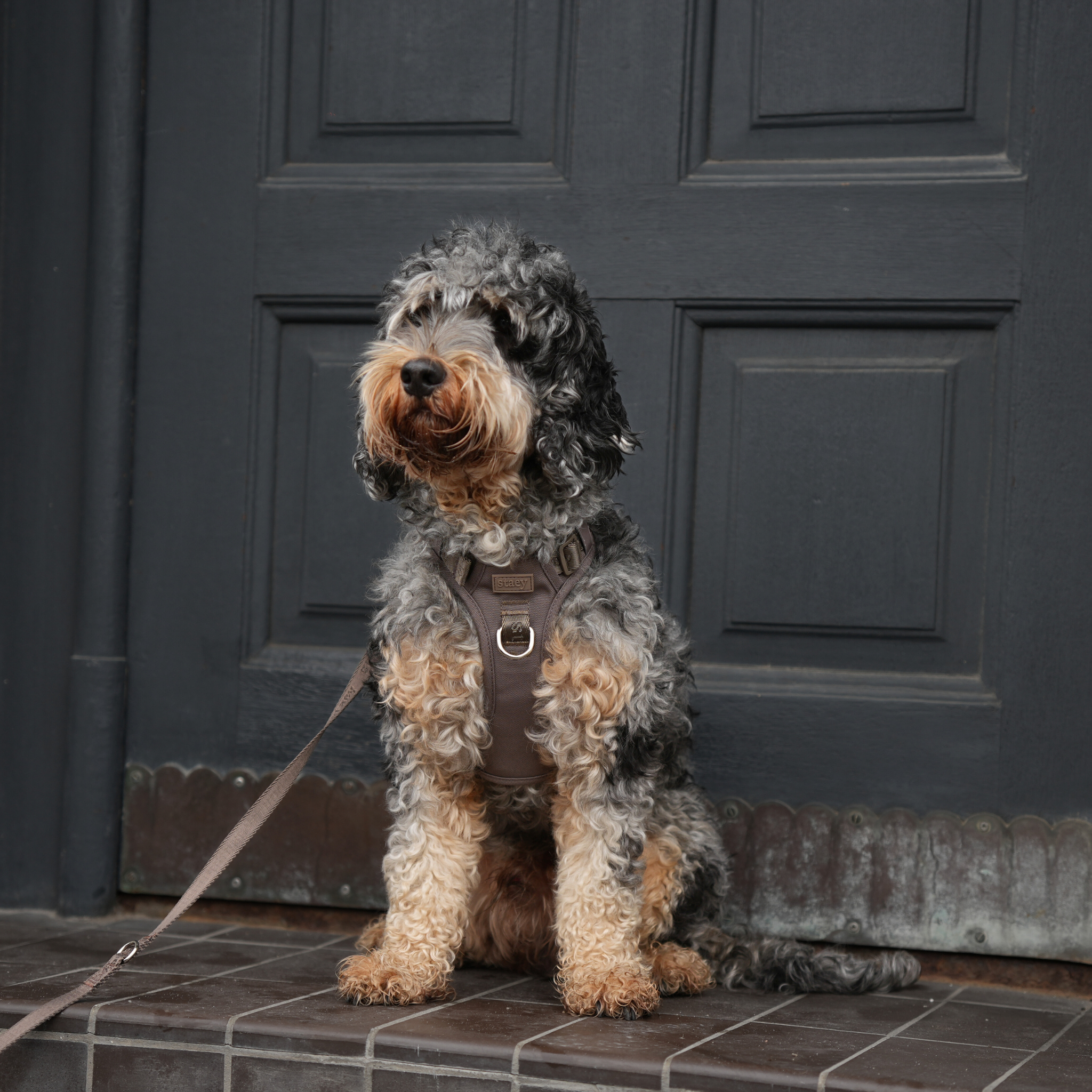 Elma Actief hondentuigje | Taupe