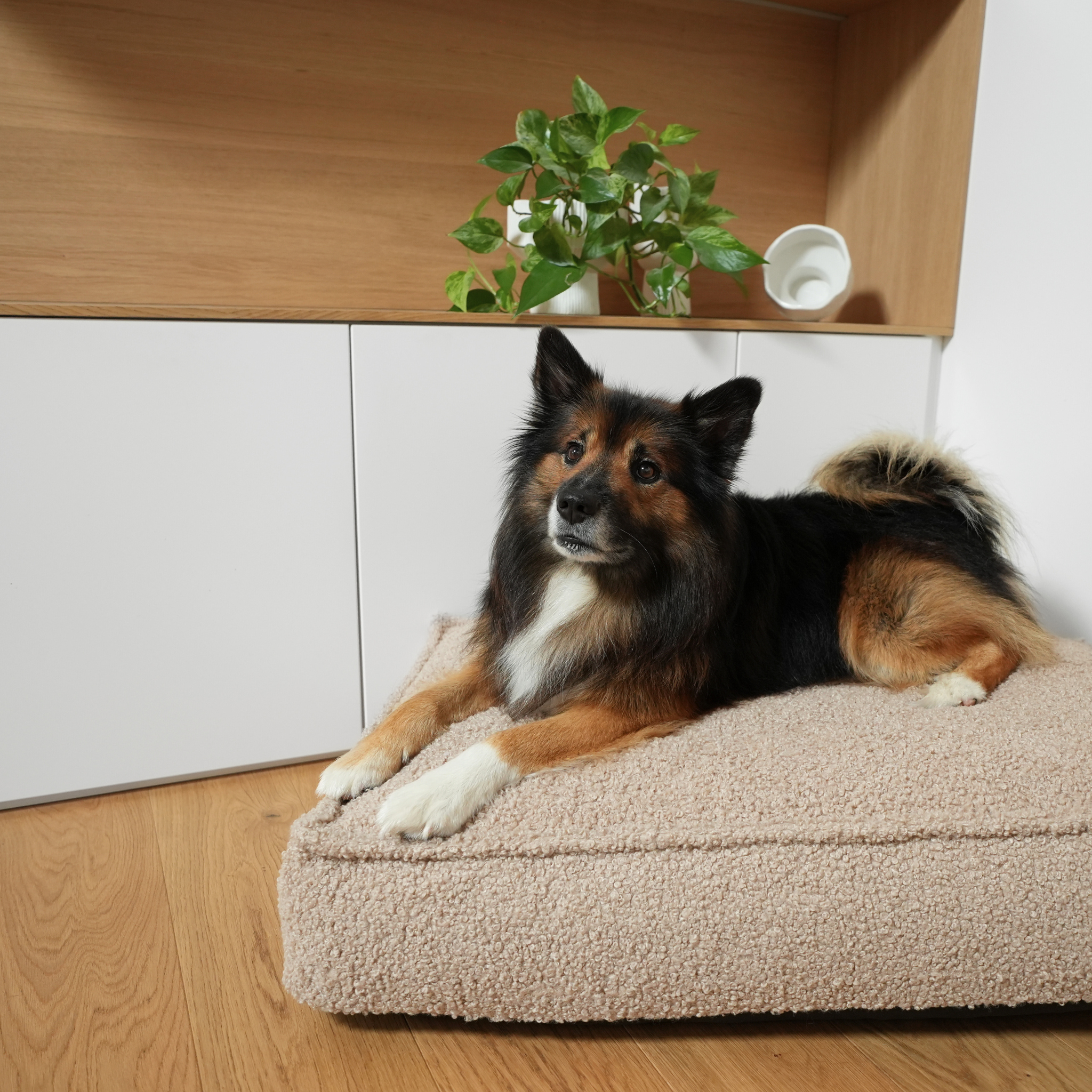 Noor Dog Cushion | Sand Curly