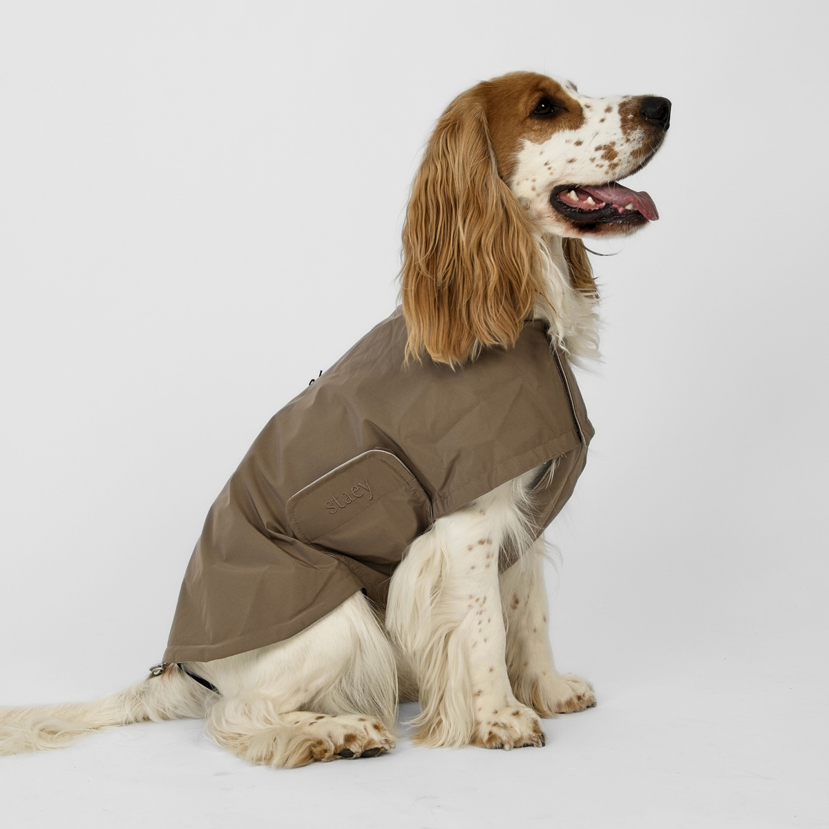 Een cocker spaniel, van opzij gezien, in de Taupe Taja-regenjas