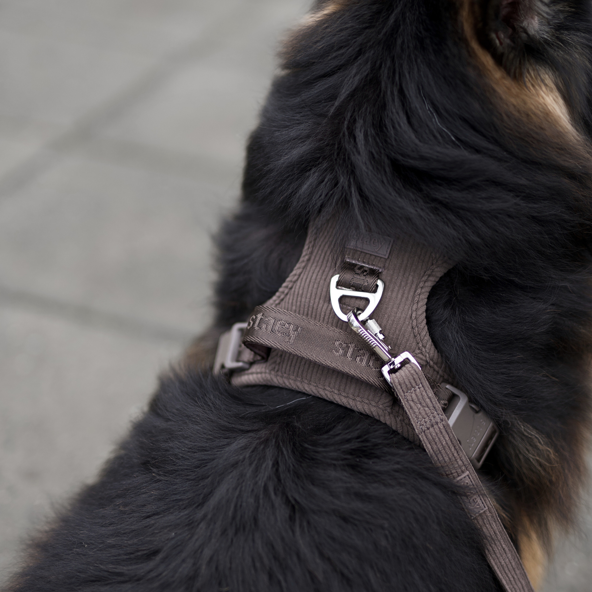 Elma Dog Harness | Dark Oak