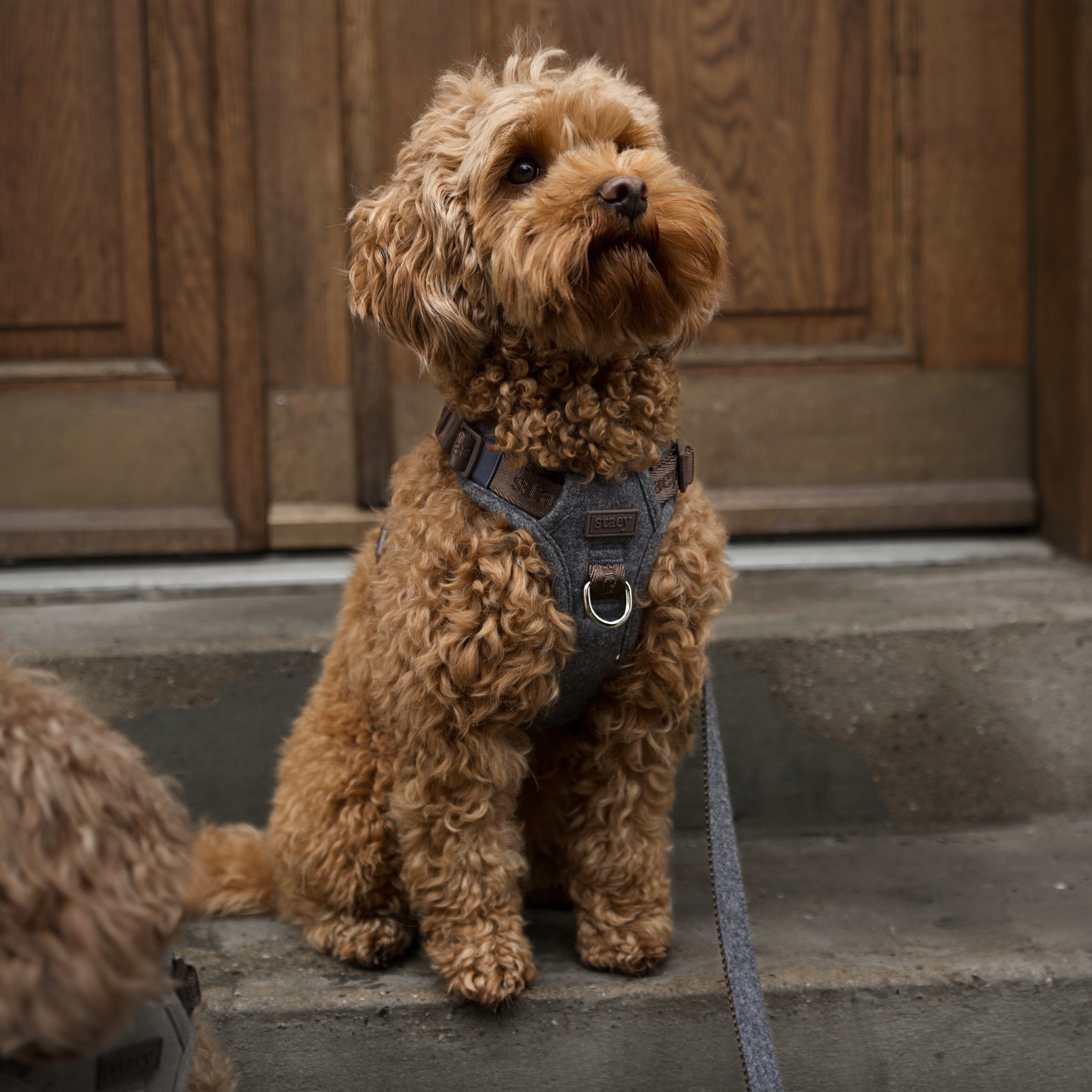 Elma Dog Harness | Stone