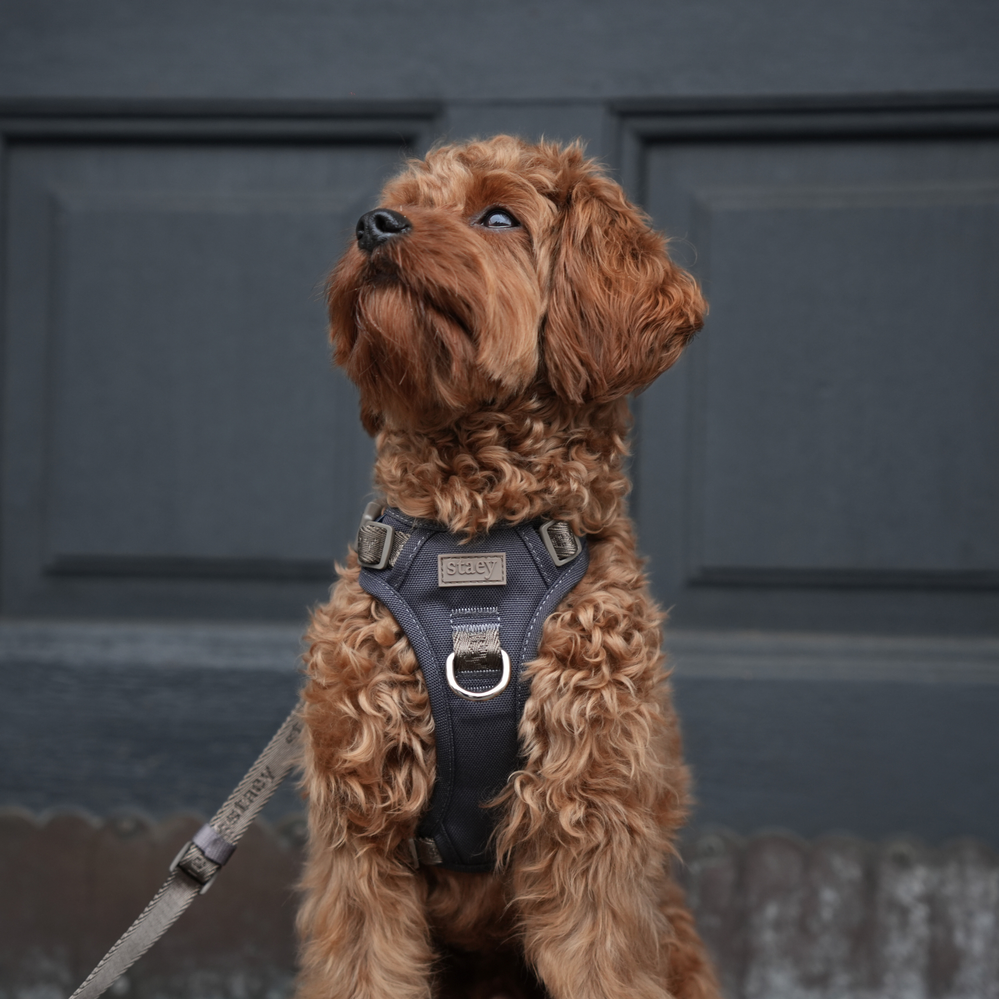 Elma Active Dog Harness | Storm