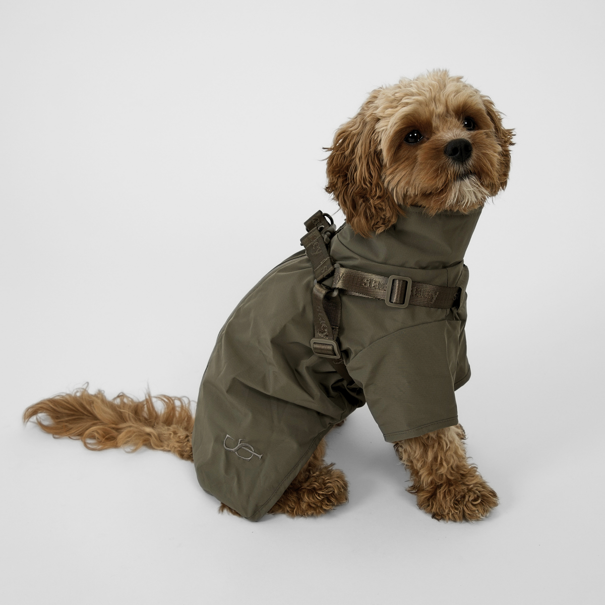 Een cavapoo in de moss green Leva-regenjas met een harnas met gesp